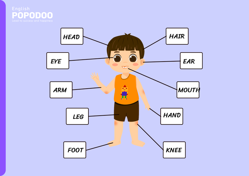 Từ vựng tiếng anh cho bé về chủ đề bộ phận cơ thể