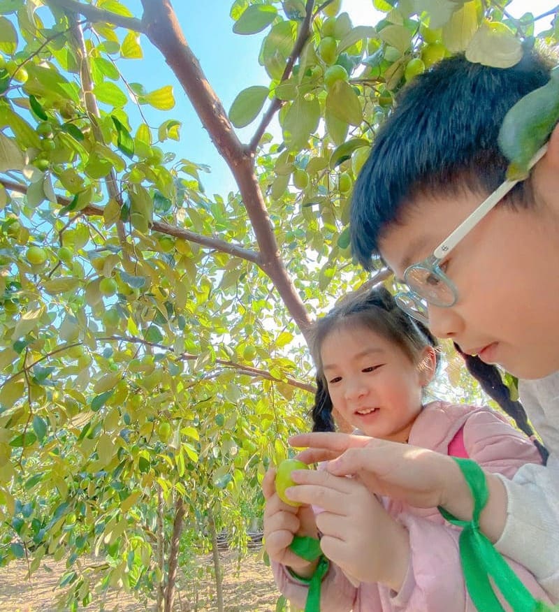 Hoạt động ngoại khóa hái táo